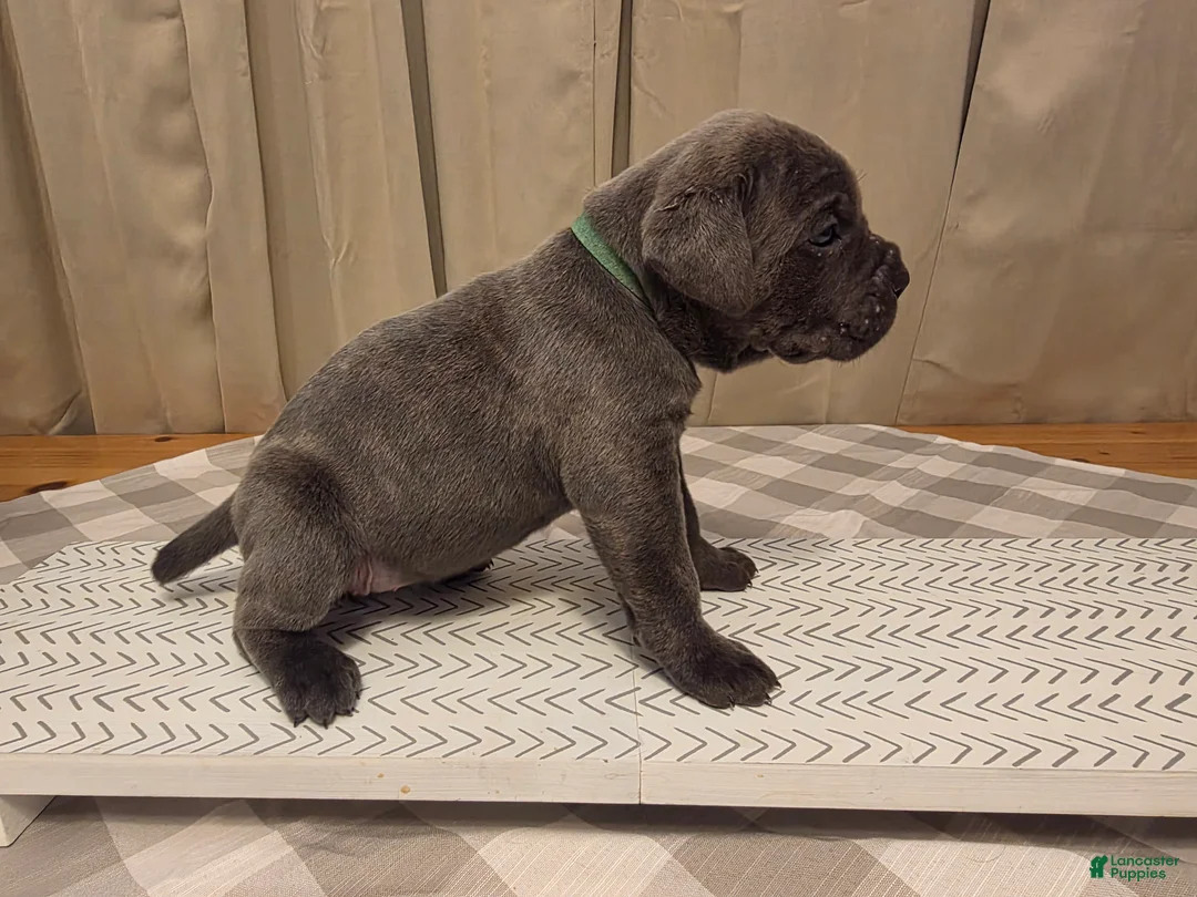Cane Corso dogs for sale: Cane Corso Puppy 4 - Ad 2