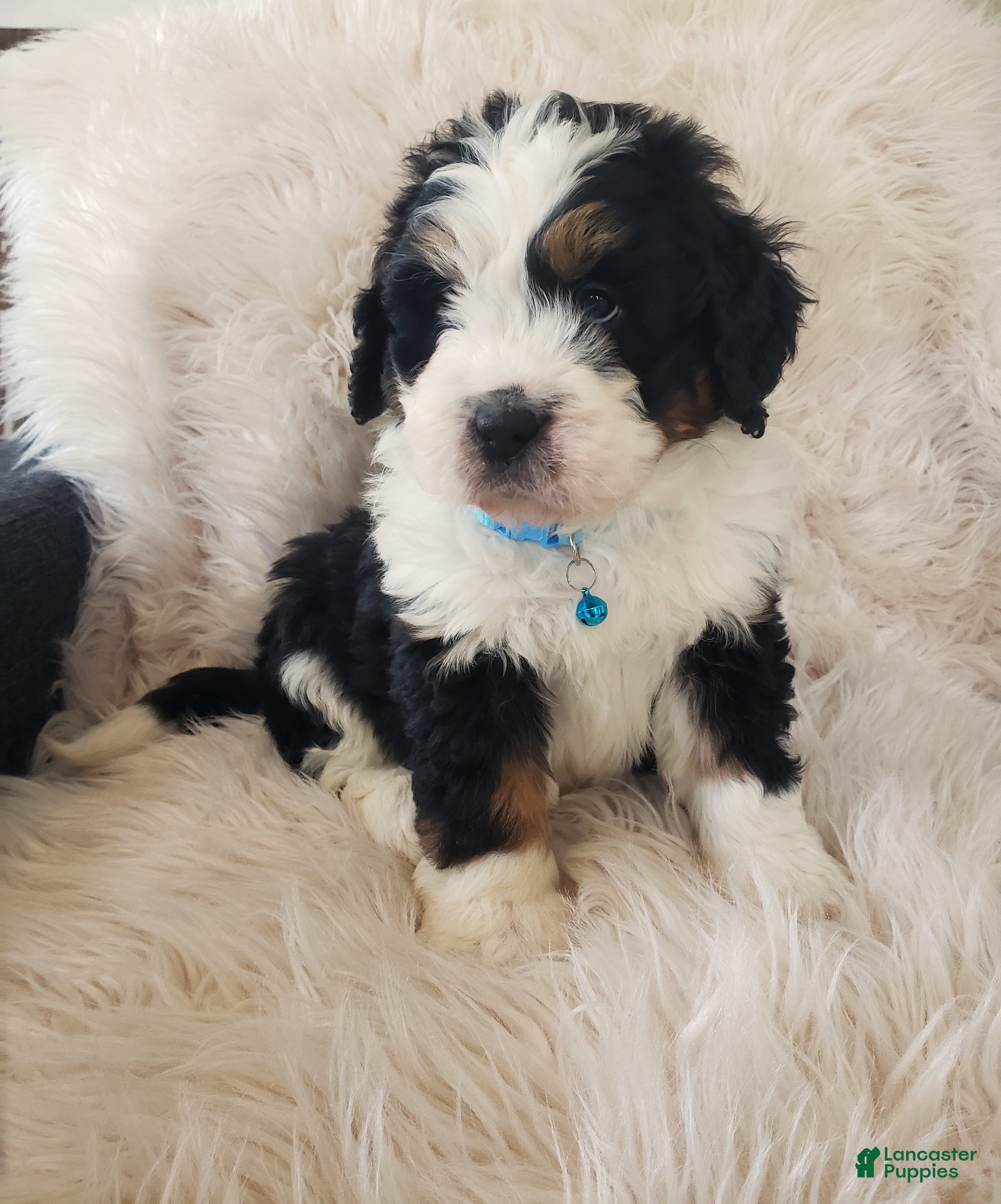 Mini Bernedoodle dogs Otis-Health Tested Parents - Ad 2