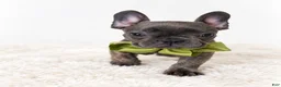French Bulldog dogs for sale: Onyx - Ad 3