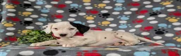 Dalmatian dogs for sale: Jordan - Ad 5