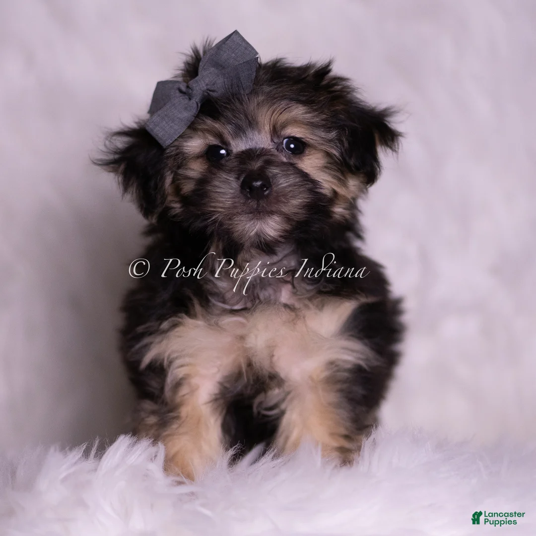 Morkie dogs for sale:  Donte - Ad 6