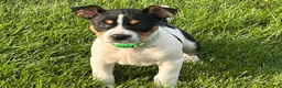 Rat Terrier dogs for sale: Old Dominion terrier George - Ad 5