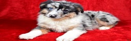 Miniature Australian Shepherd dogs for sale: Wiggles - Ad 5