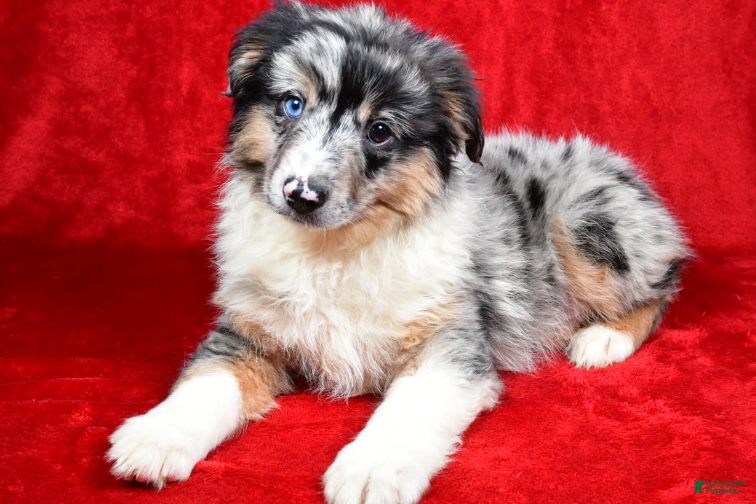 Miniature Australian Shepherd dogs for sale: Wiggles - Ad 5