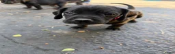 Mixed Breed dogs for sale: Red - Ad 13