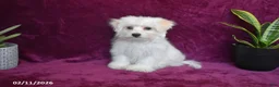 Maltese dogs for sale: Jasper - Ad 10