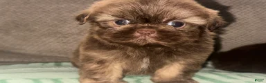 Shih Tzu 3