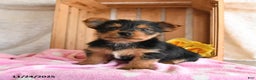 Yorkshire Terrier dogs for sale: Hickory - Ad 5