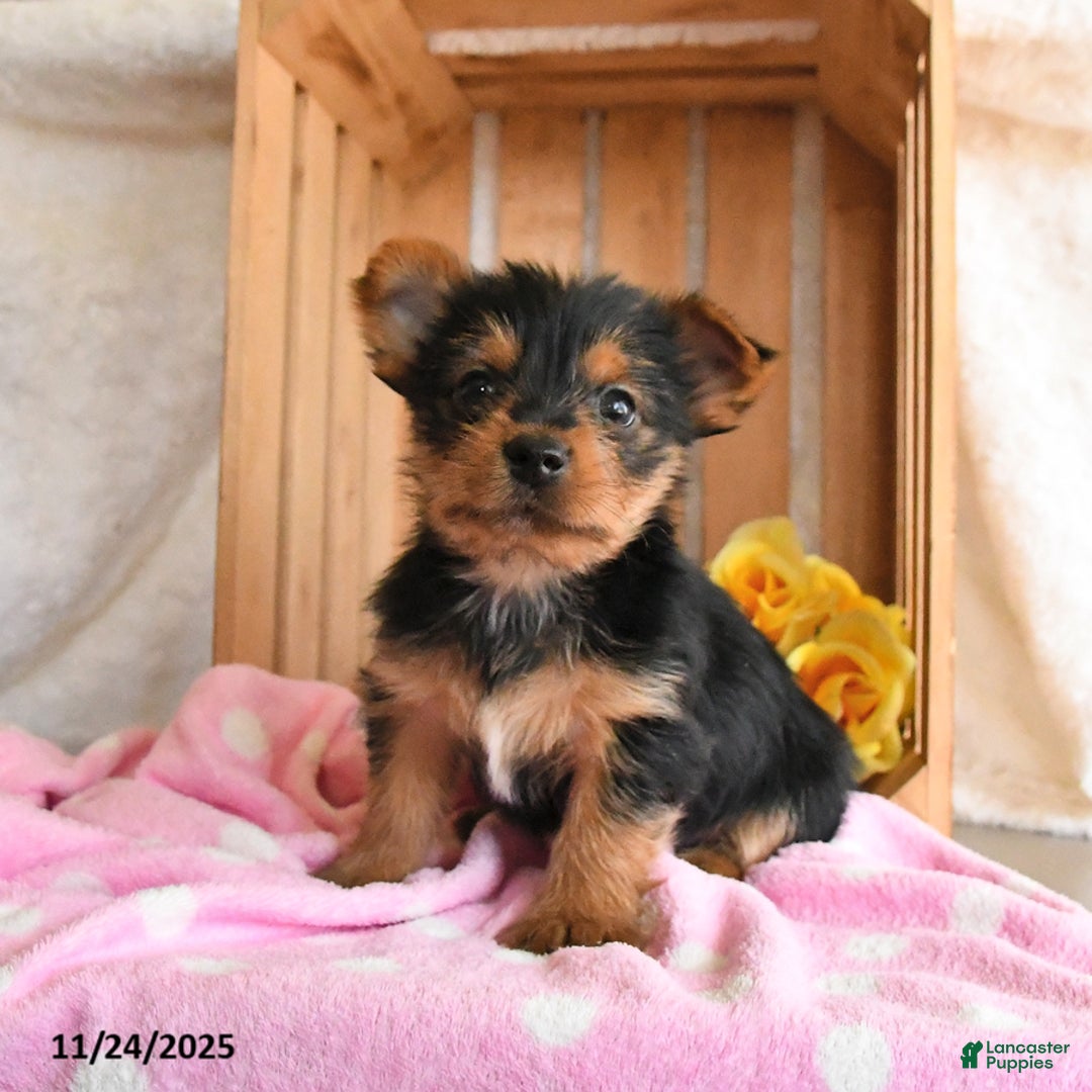 Yorkshire Terrier dogs for sale: Hickory - Ad 5