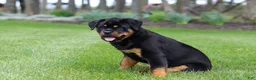 Rottweiler dogs for sale: Angela - Ad 2