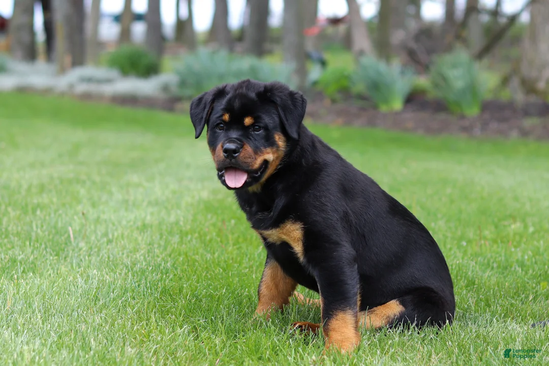 Rottweiler dogs for sale: Angela - Ad 2