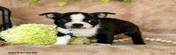 Boston Terrier dogs for sale: Dasher - Ad 3