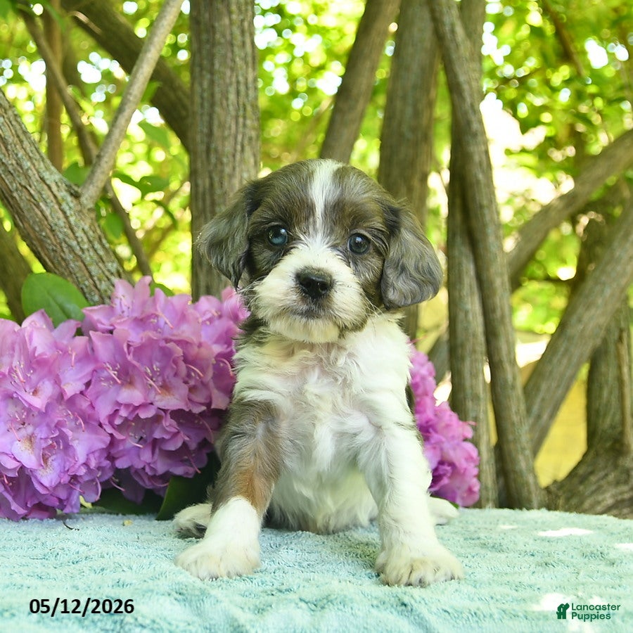 Cavapoo dogs Muffin  - Ad 2