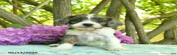 Cavapoo dogs for sale: Muffin  - Ad 2