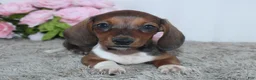 Miniature Dachshund dogs for sale: Joy - Ad 3