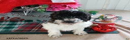 Miniature Poodle dogs for sale: Hunter - Ad 1