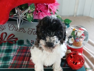 Miniature Poodle dogs Hunter - Ad 10