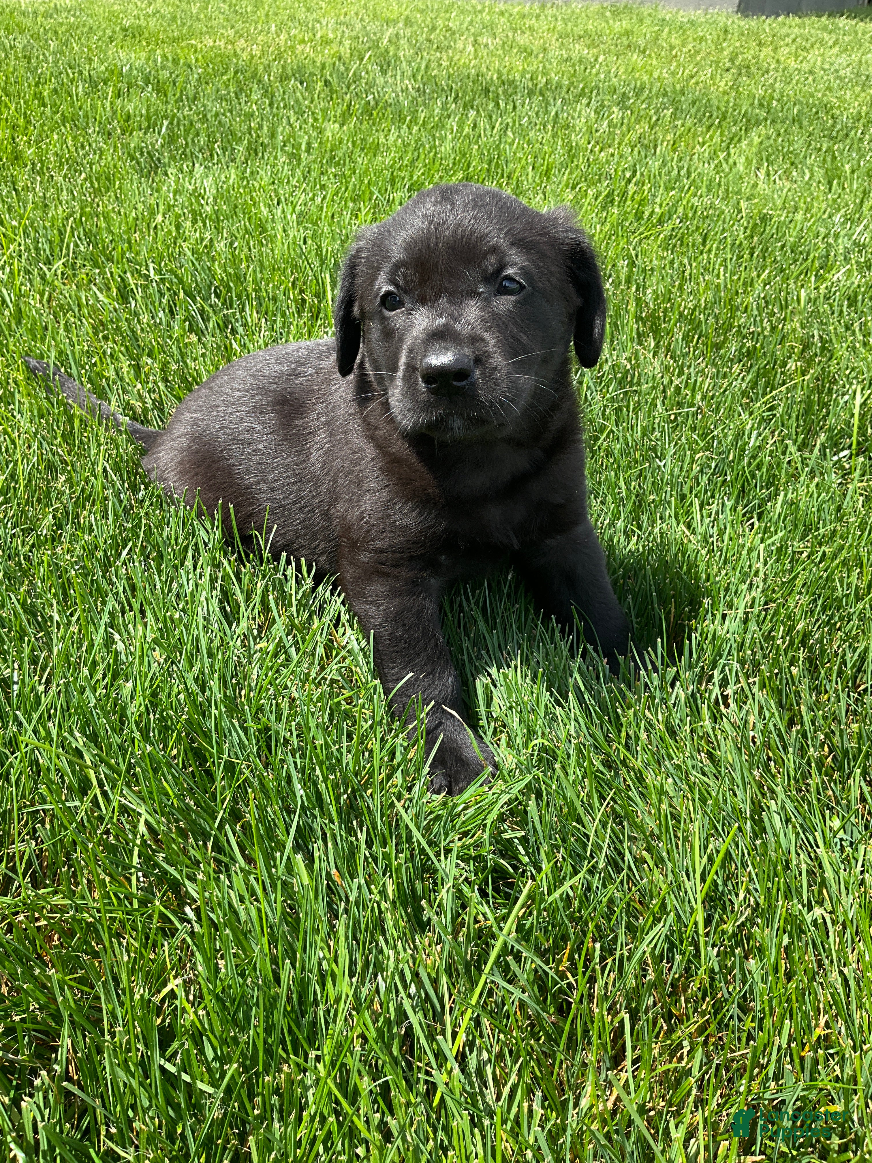 Labrador Retriever dogs Milo - Ad 2