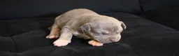 American Bully dogs for sale: Mr.Vegas - Ad 12