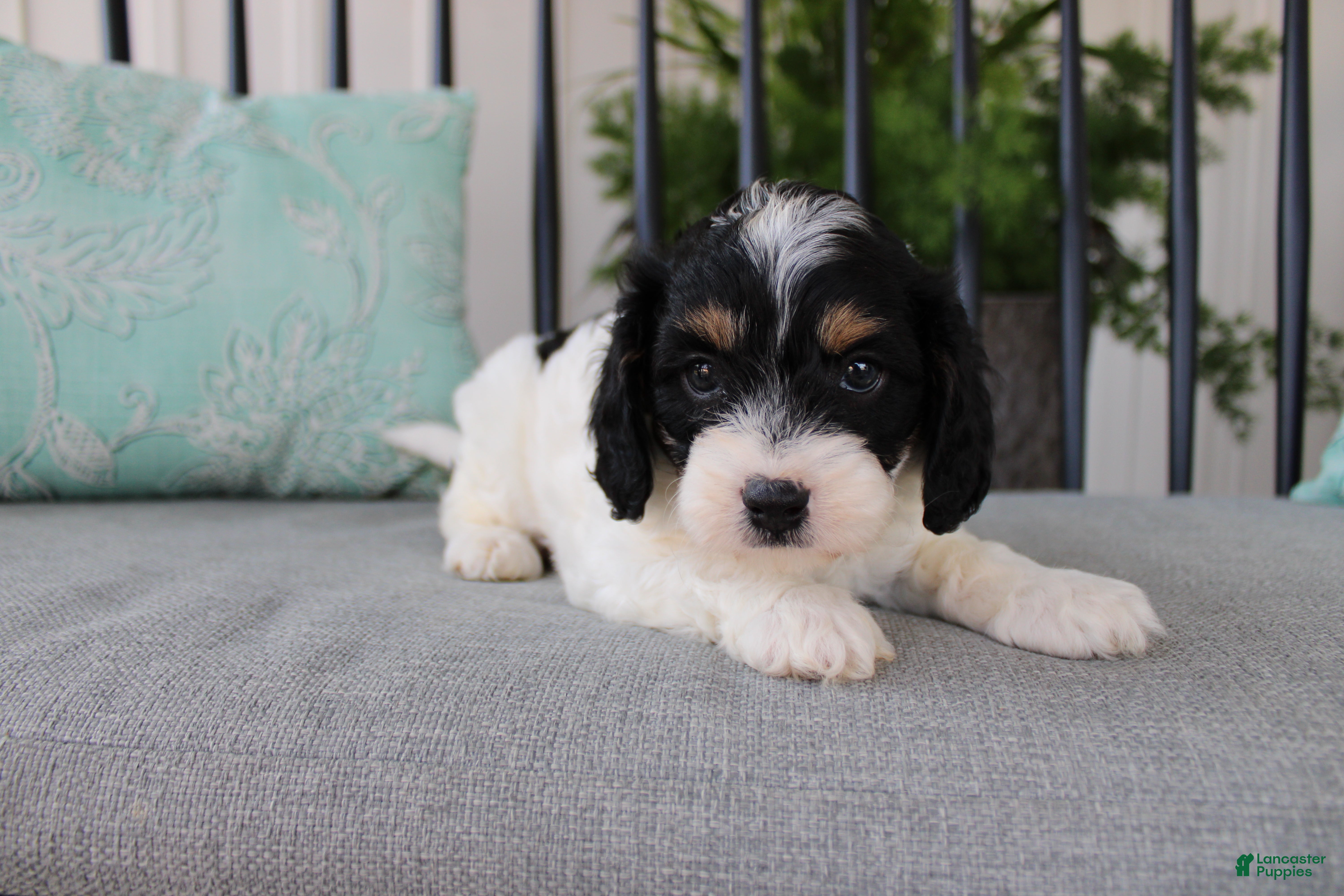 Cavapoo dogs Daisy - Ad 40