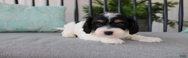 Daisy