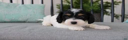 Cavapoo dogs for sale: Daisy - Ad 1