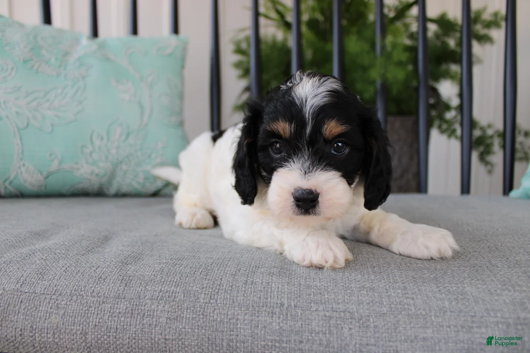Cavapoo dogs for sale: Daisy - Ad 1