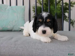 Cavapoo dogs Daisy - Ad 21