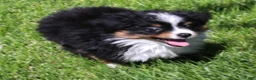 Toy Australian Shepherd dogs for sale: Tessa beautiful white collar & bib - Ad 9