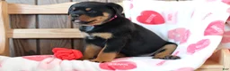 Rottweiler dogs for sale: Juliet - Ad 3