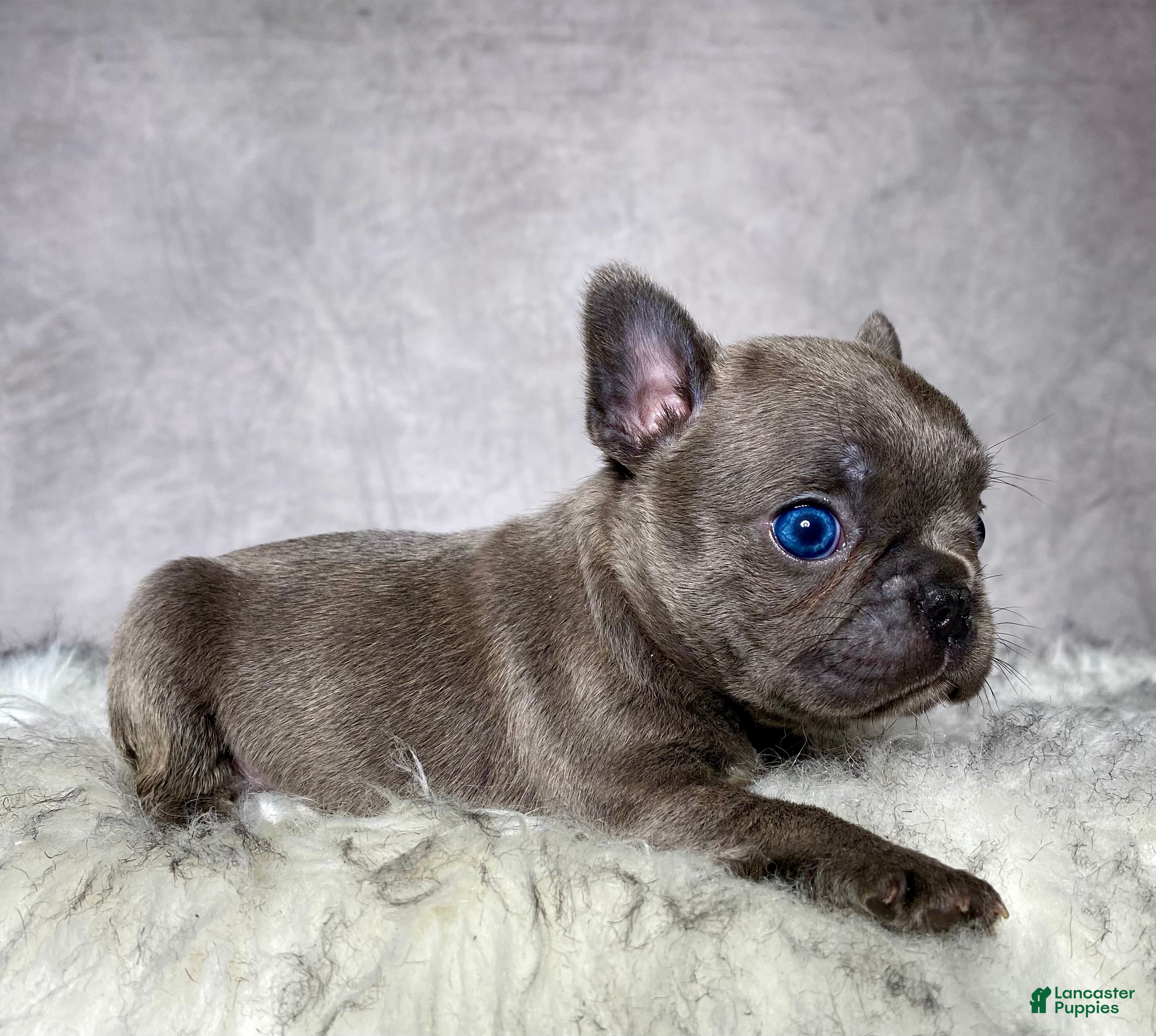 Frenchton dogs Miss Annie  - Ad 1
