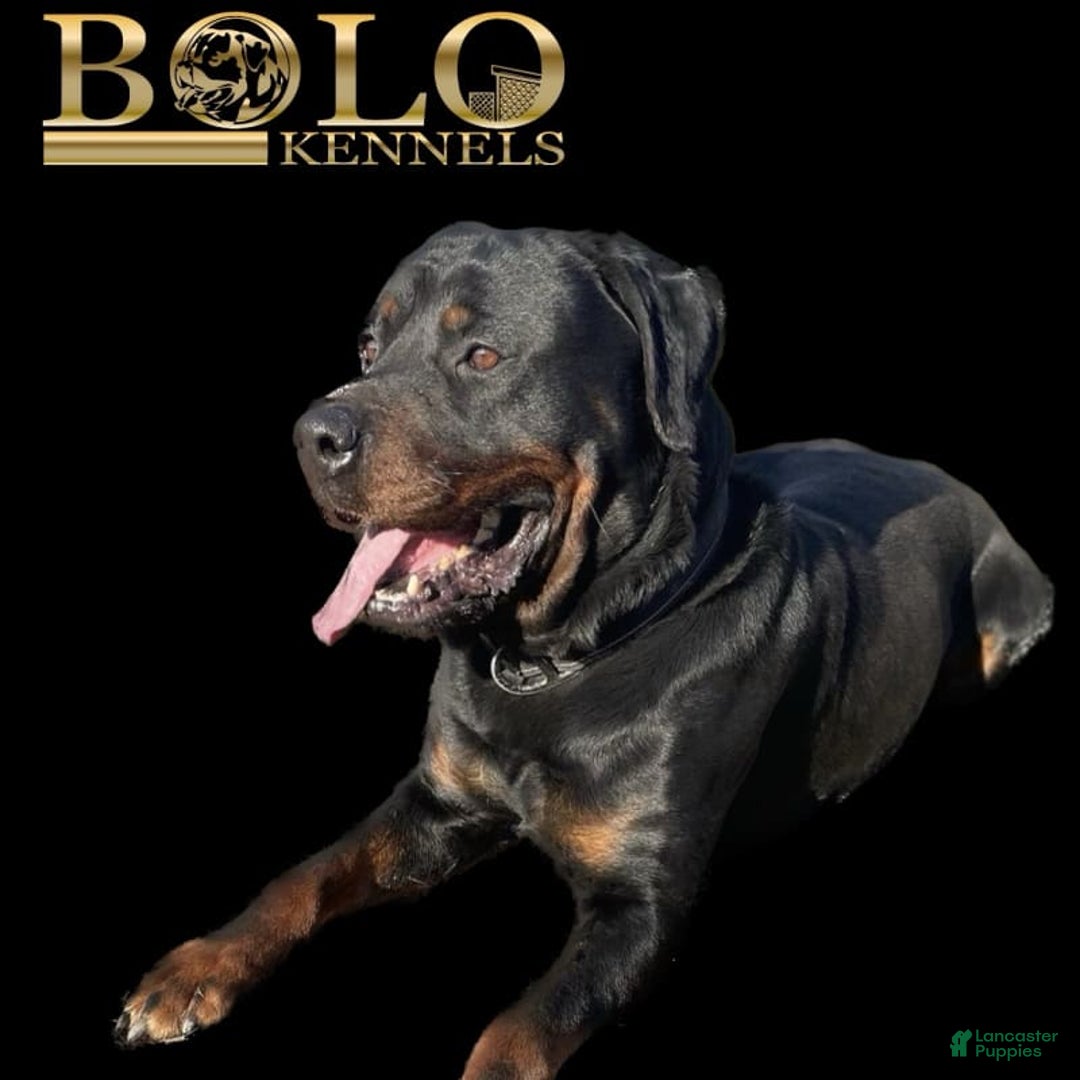 Rottweiler dogs for sale: Eve - Ad 3