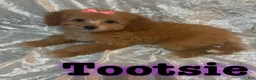 Mini Goldendoodle dogs for sale: Tootsie - Ad 2