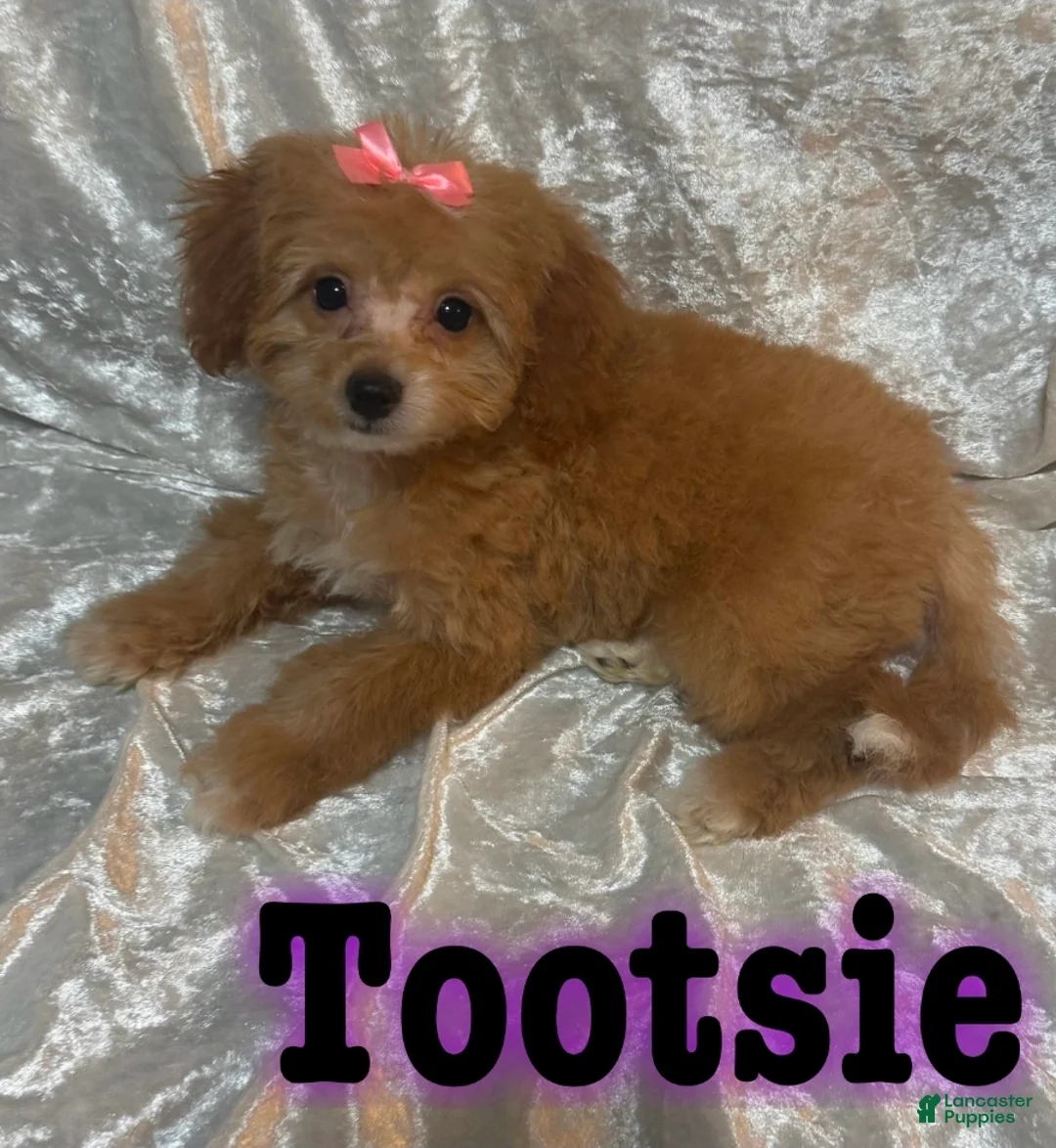 Mini Goldendoodle dogs for sale: Tootsie - Ad 2