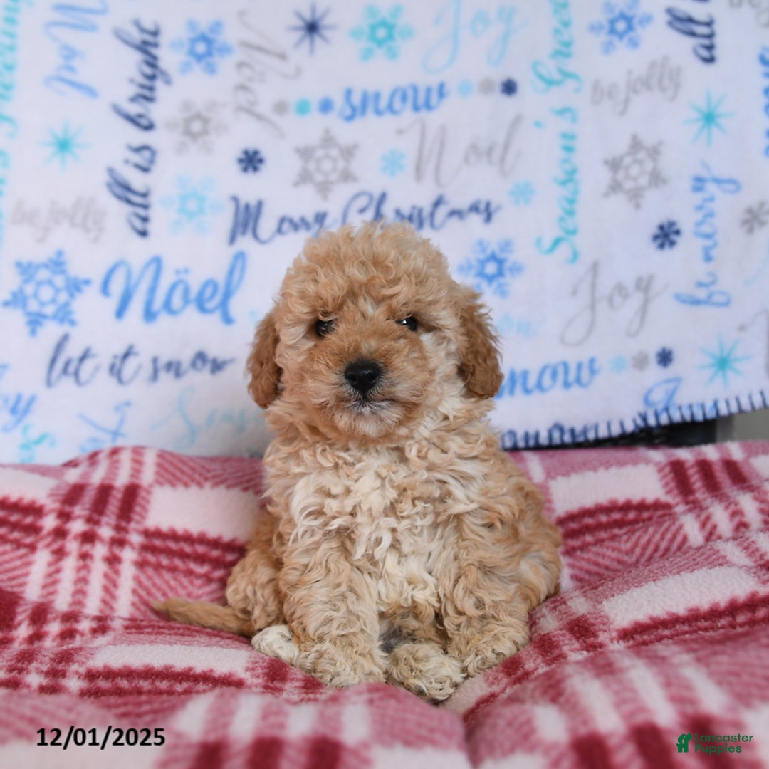 Miniature Poodle dogs for sale: Munchkin - Ad 3