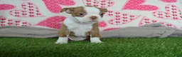 Boston Terrier dogs for sale: Timmy - Ad 4