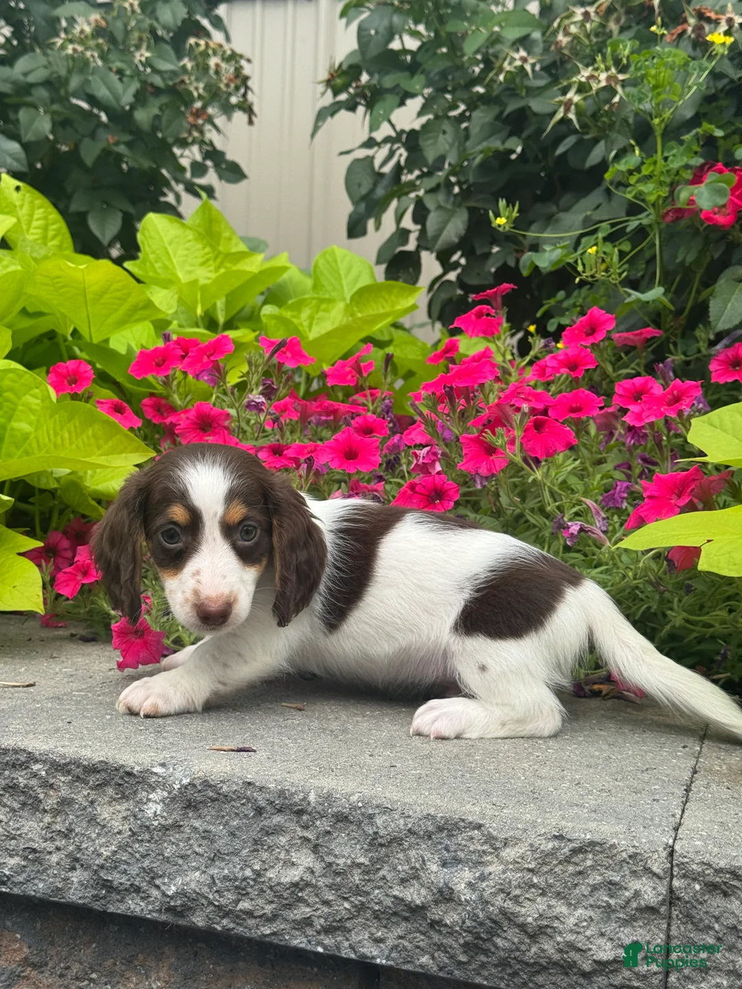 Miniature Dachshund dogs for sale: Dutch - Ad 5