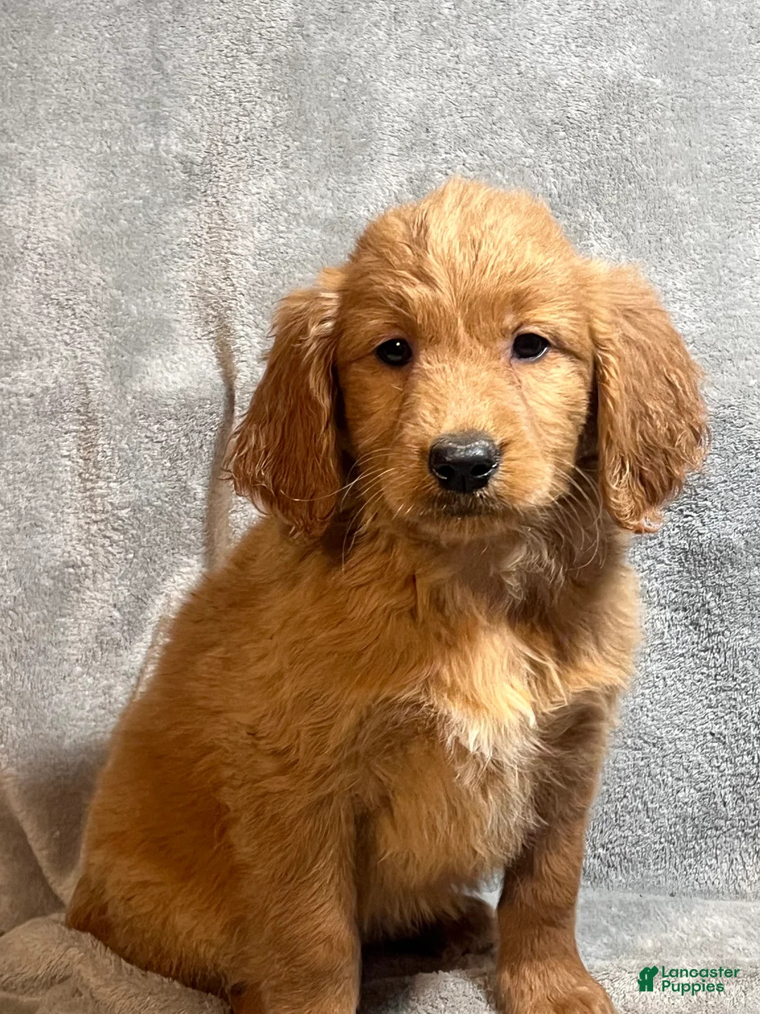 Goldendoodle dogs for sale: Luna - Ad 3