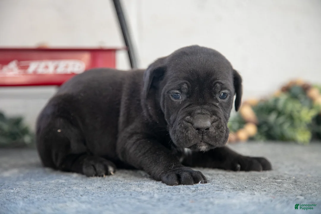 Cane Corso dogs for sale: Silas - Ad 3