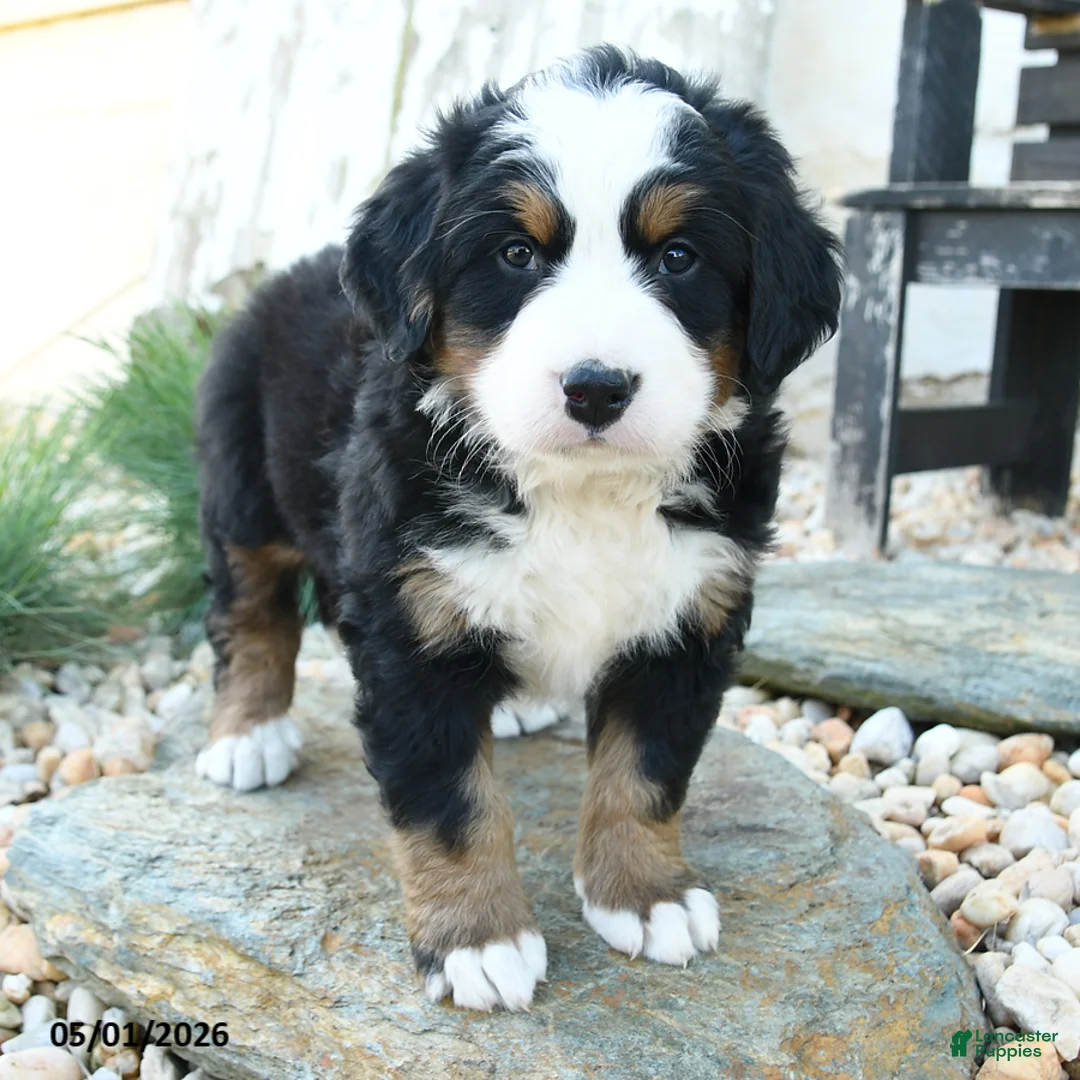 Bernese Mountain Dog dogs for sale: Mr Melvin - Ad 2