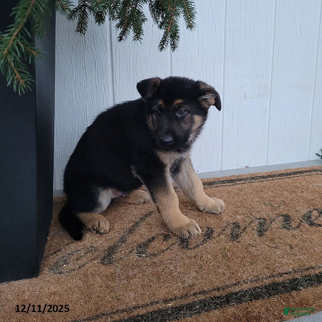 German Shepherd dogs for sale: Dom  - Ad 2