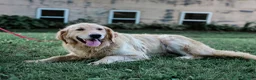 Mixed Breed dogs for sale: Cambria Golden Retriever/Jug Puppy - Ad 6