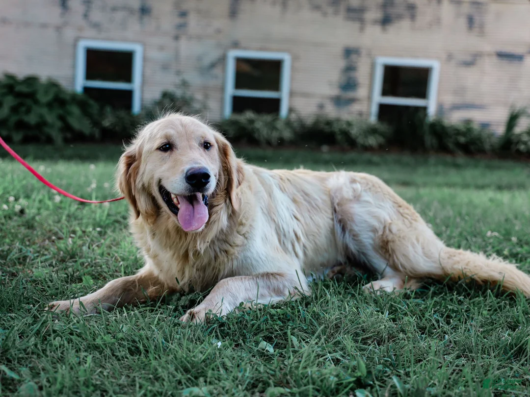 Mixed Breed dogs for sale: Cambria Golden Retriever/Jug Puppy - Ad 6