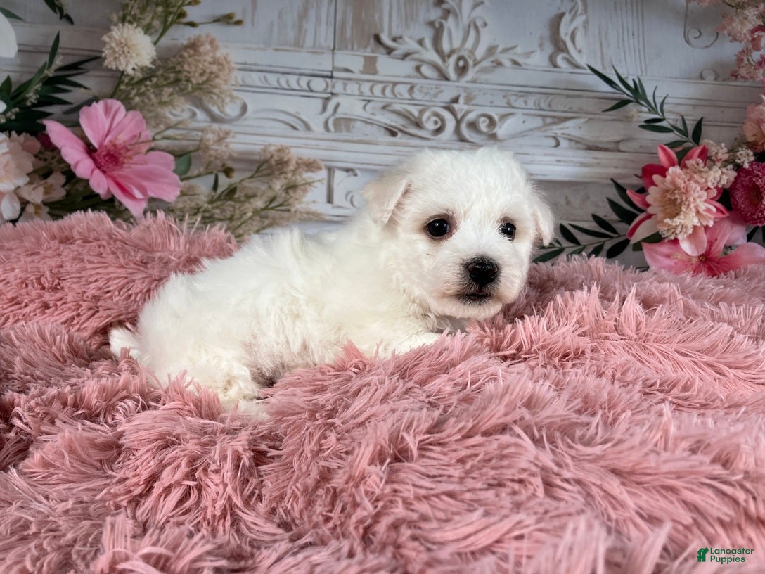 Bichon Frise dogs AKC-Nena - Ad 2