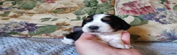 English Springer Spaniel dogs for sale: Amy - Ad 6