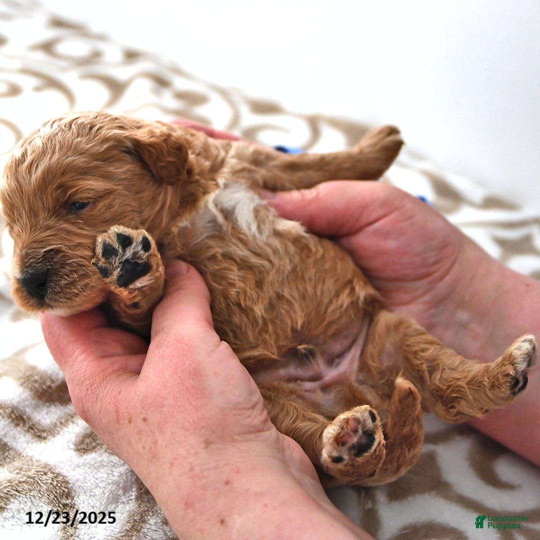 Mini Goldendoodle dogs for sale: Oreo - Ad 9