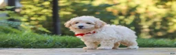 Maltipoo dogs for sale: Ollie - Ad 9