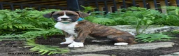 Boxer dogs for sale: Zeke - Ad 1