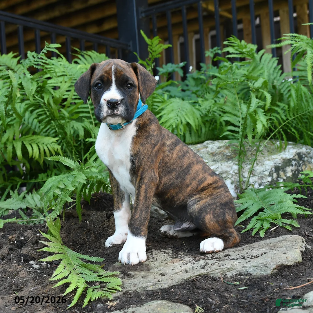 Boxer dogs for sale: Zeke - Ad 1