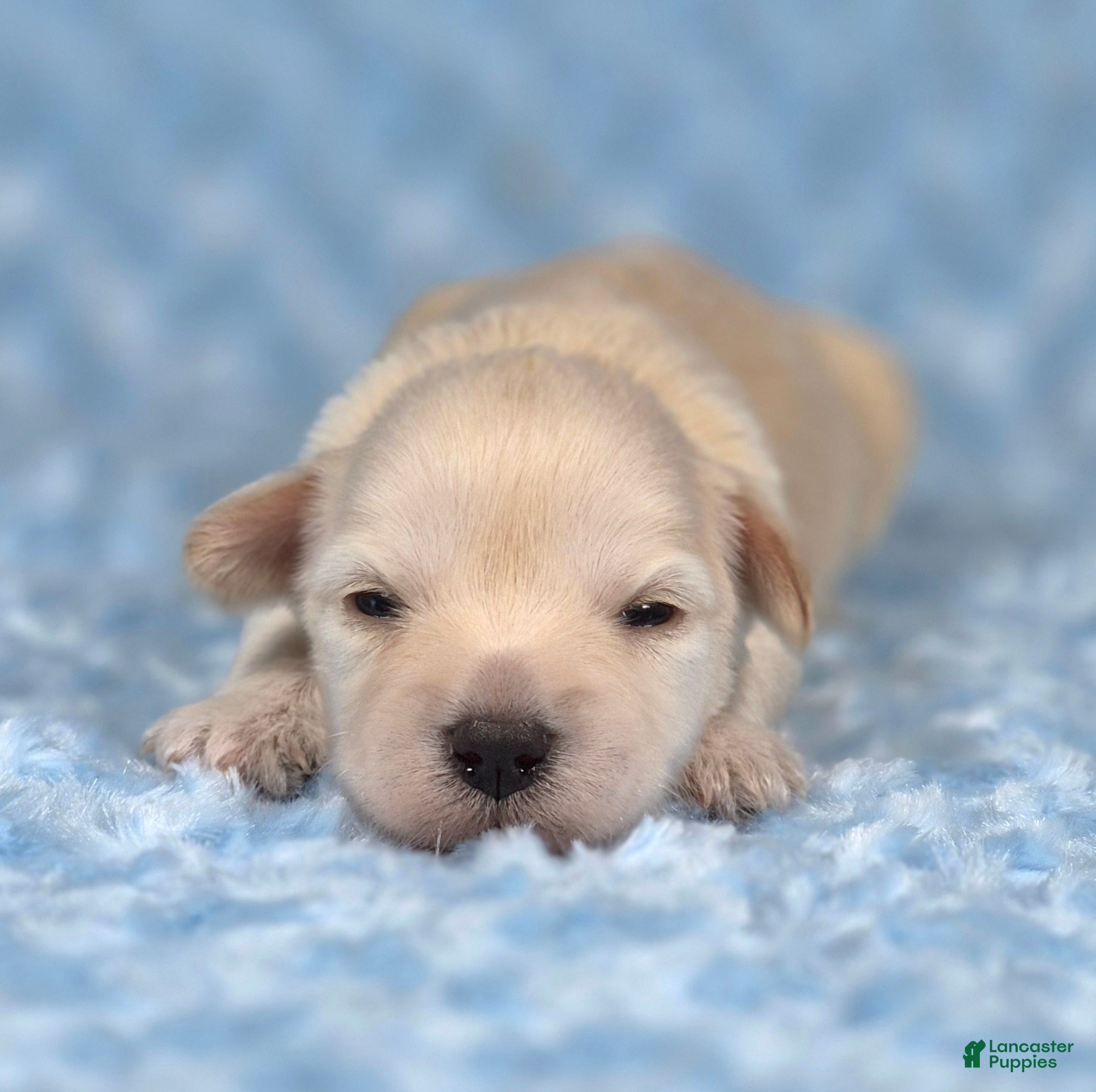 Miniature Schnauzer dogs Biscuit - Ad 1